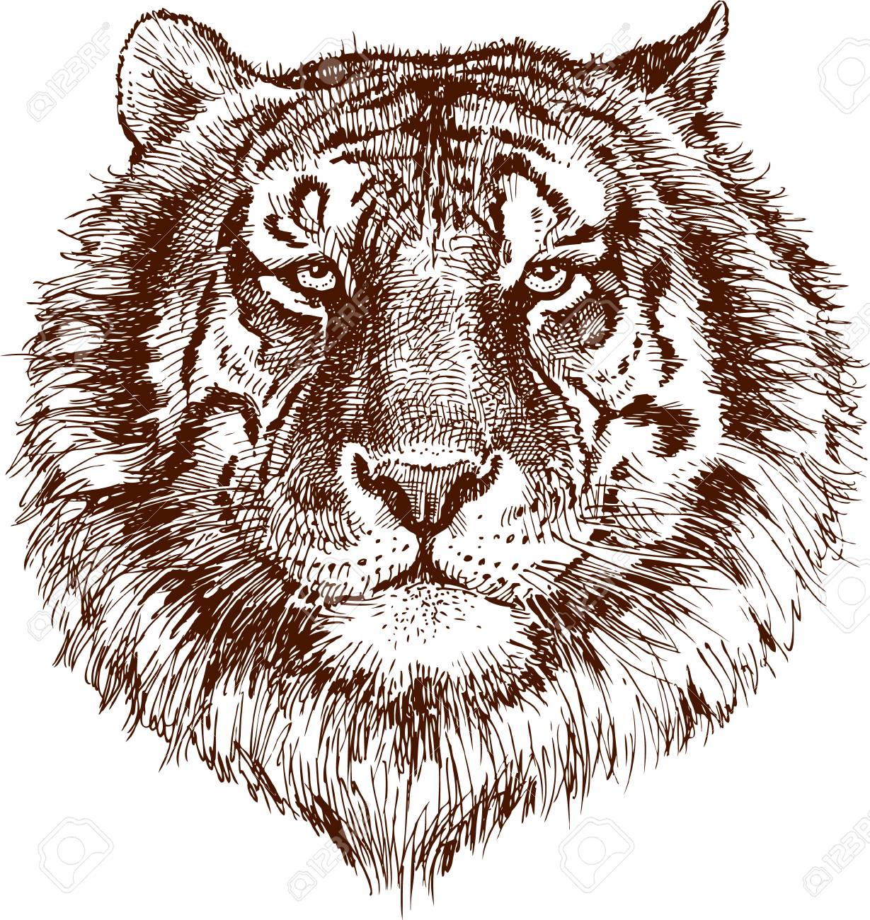 1229x1300 The Vector Drawing Of The Tiger Head. Royalty Free Cliparts