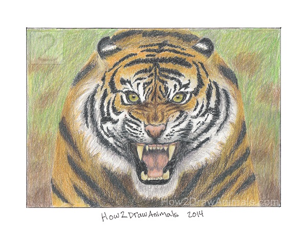 600x450 Special Tiger Sketch