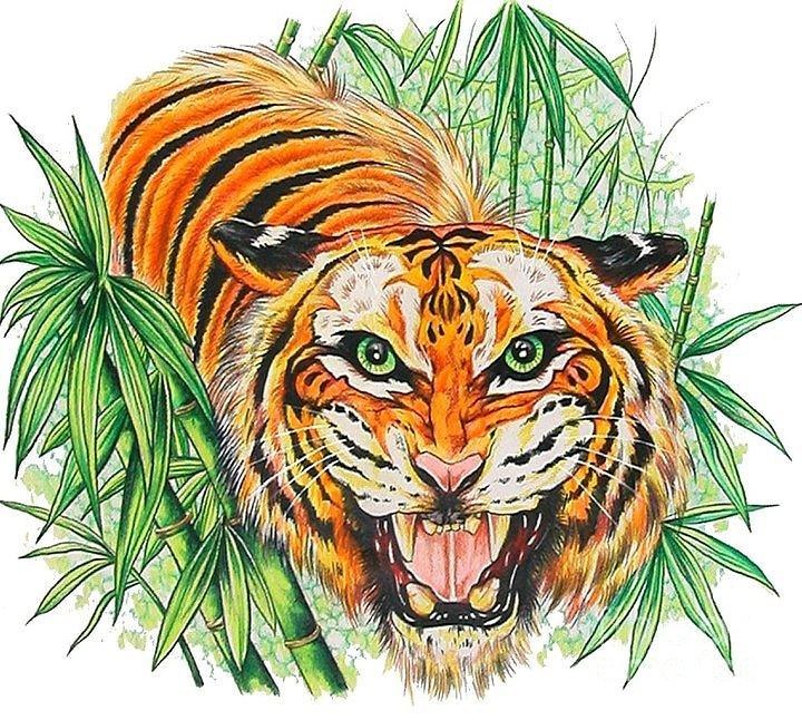 720x646 Tiger Roar Drawing By Kimberlee Ketterman Edgar