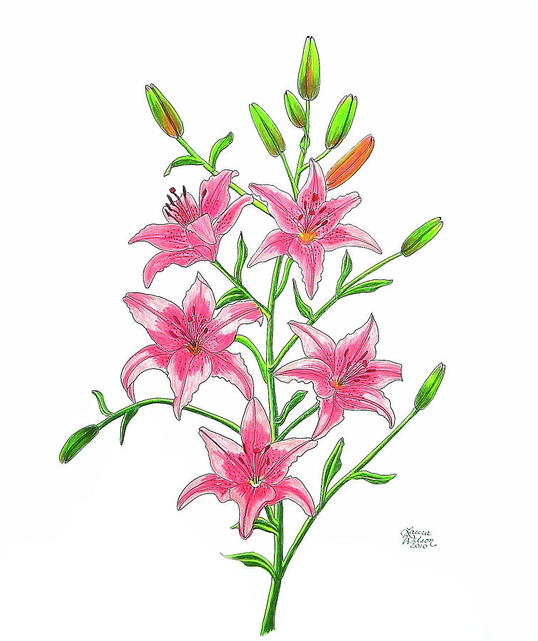 756x900 Light Pink Tiger Lily Drawing By Laura Wilson