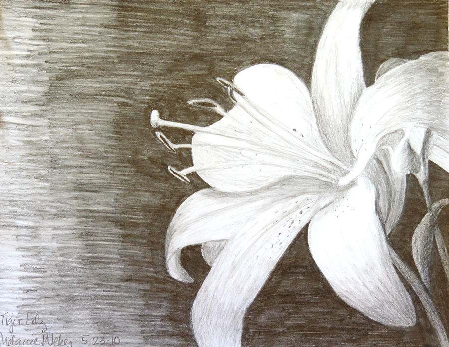900x696 Tiger Lily Drawing By Melanie Weber