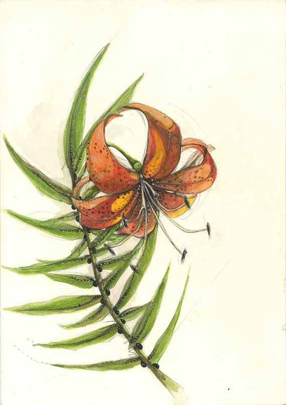570x806 Tiger Lily Watercolor Via Etsy Tiger Lily Tattoo