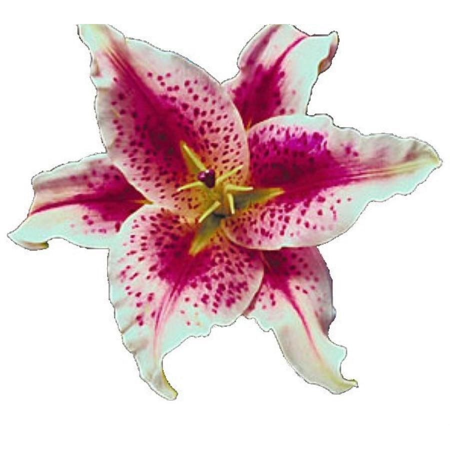 Tiger Lily Flower Drawing at GetDrawings | Free download