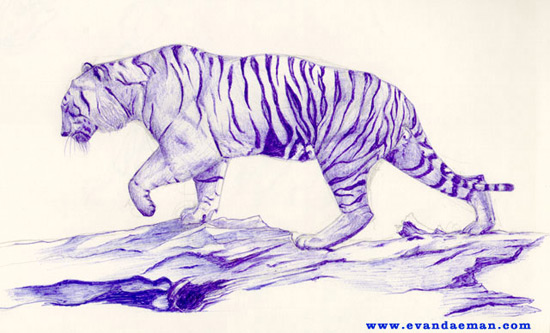 550x333 Drawing Of Sumatran Tiger Done In Blue Ink By Evan Islam