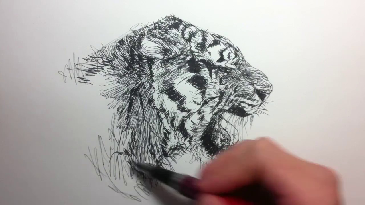 1280x720 Fountain Pen Sketch How To Sketch A Tiger