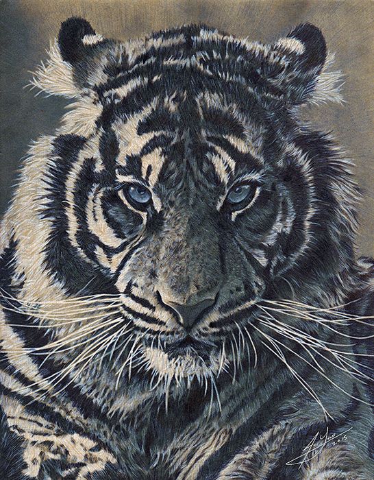 546x700 Pencil Amp Pen Drawing Of A Tiger