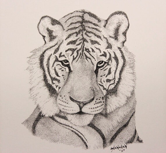 570x527 Tiger Animal Drawing Stipple Pen And Ink By Shanahanprints Baby