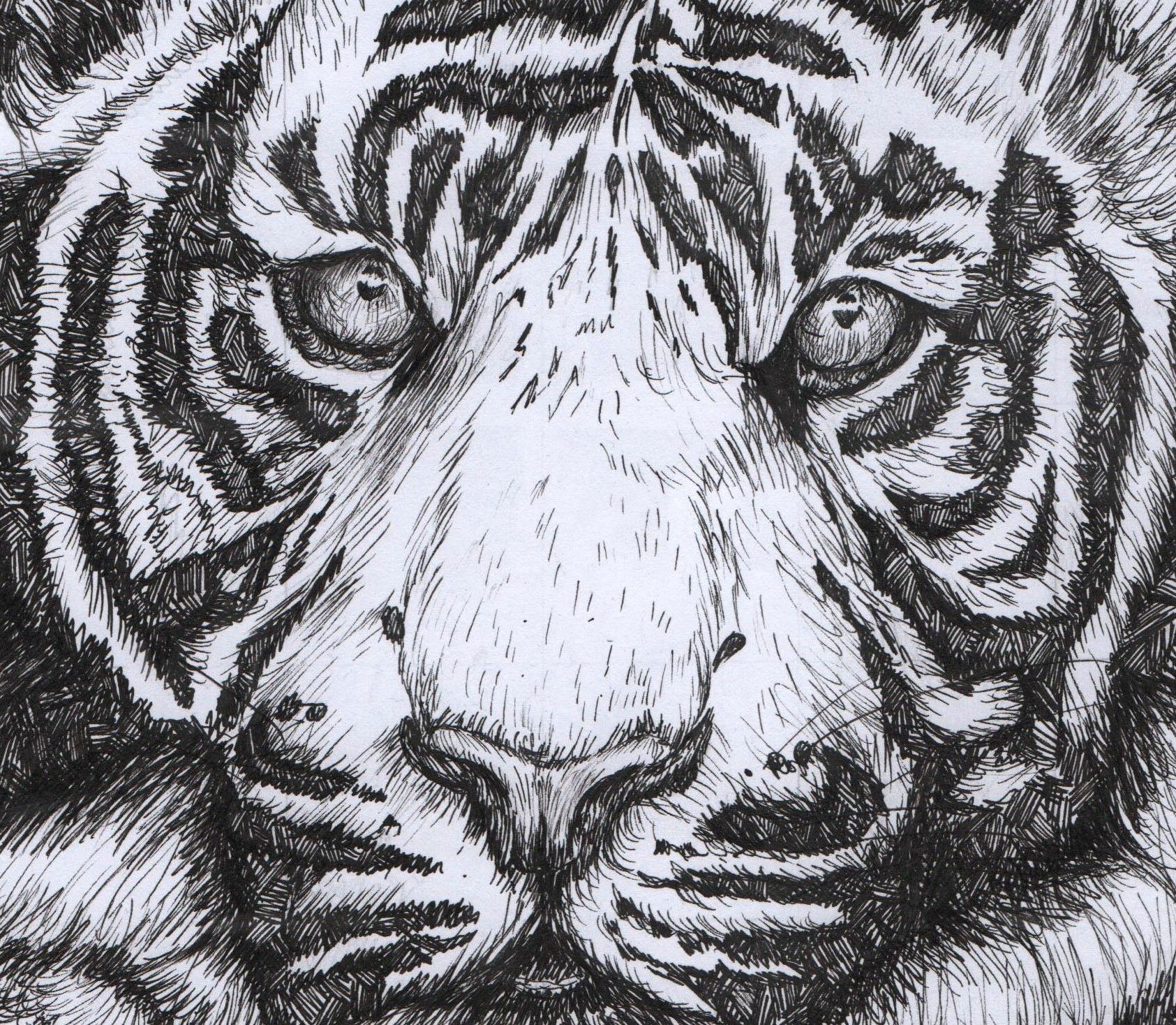 1685x1468 Tiger Illustration, Tiger Art Gift, Original Artwork, Pen Drawing