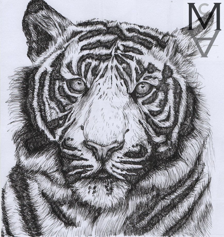 869x920 Tiger Drawn In Black Fine Liner Animal Artwork Pen Drawing
