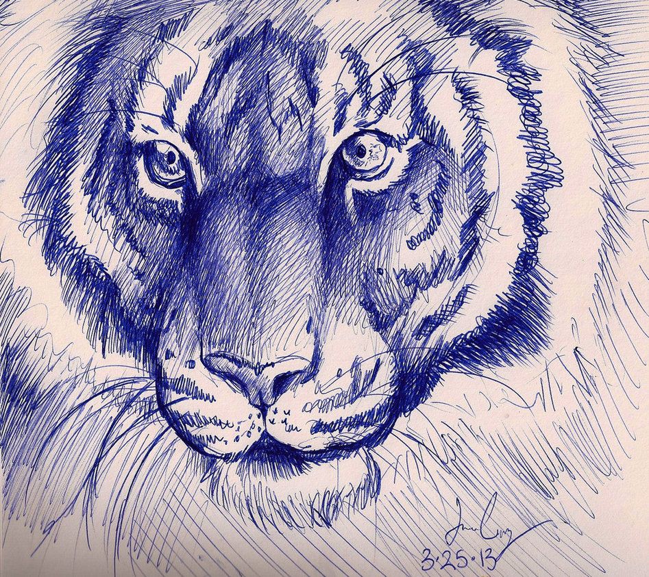 947x843 Tiger Pen Sketch By Sketcher216 Inspiration Pen