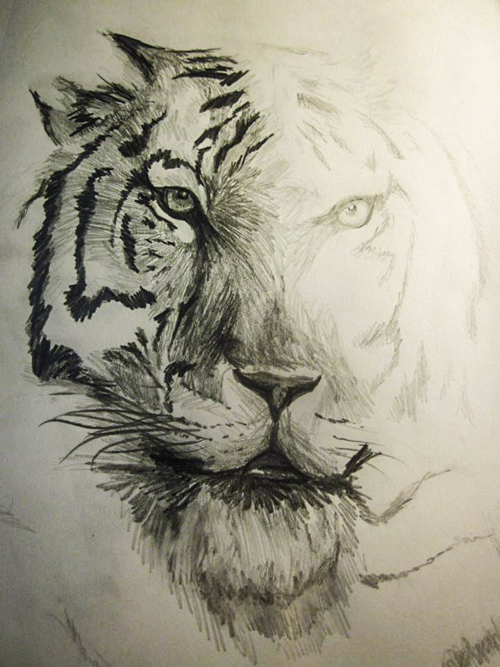 Tiger Pencil Drawing at GetDrawings | Free download