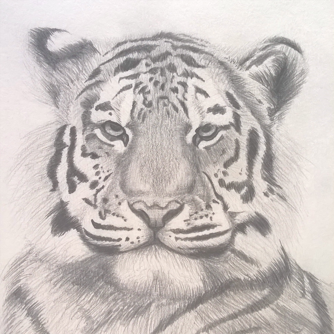 1080x1080 Tiger Pencil Drawing By I C Art On Newgrounds