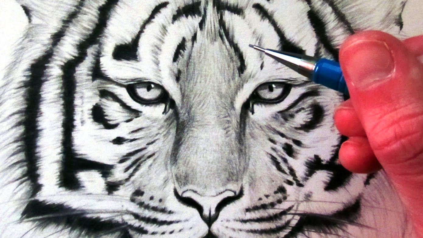 1390x782 How To Draw A Tiger