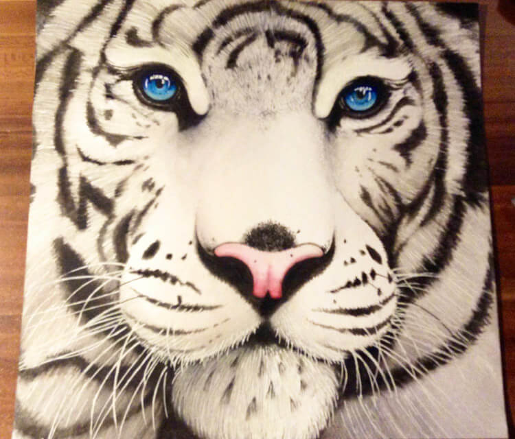 750x640 White Tiger Drawing By Miriam Galassi No. 324
