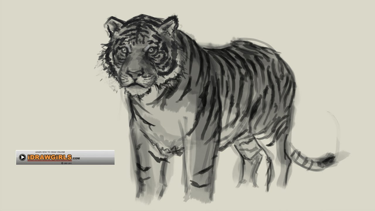 1280x720 How To Draw Tiger