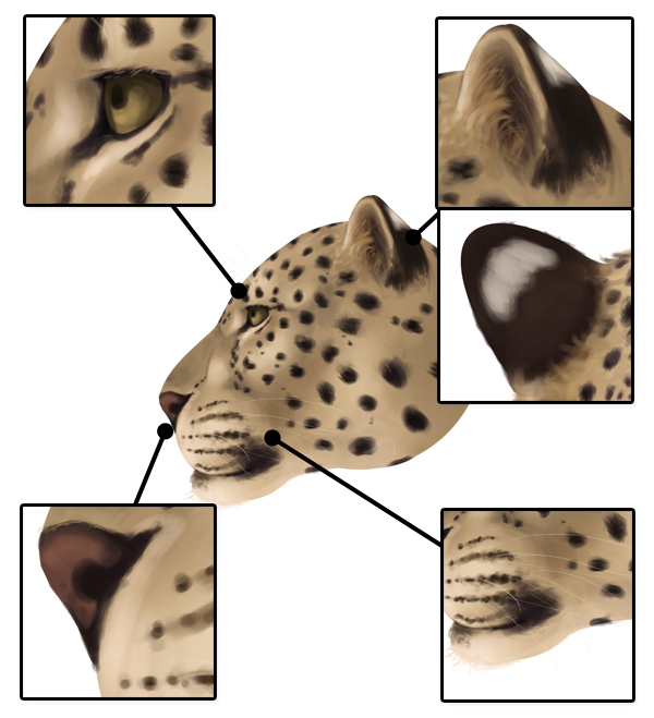 600x659 How To Draw Animals Big Cats, Their Anatomy And Patterns