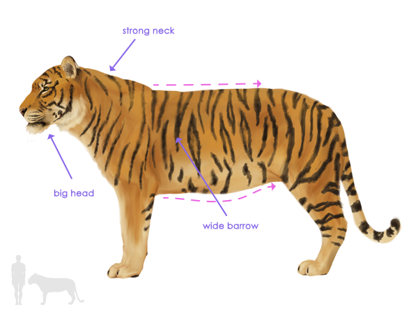600x452 How To Draw Animals Big Cats, Their Anatomy And Patterns