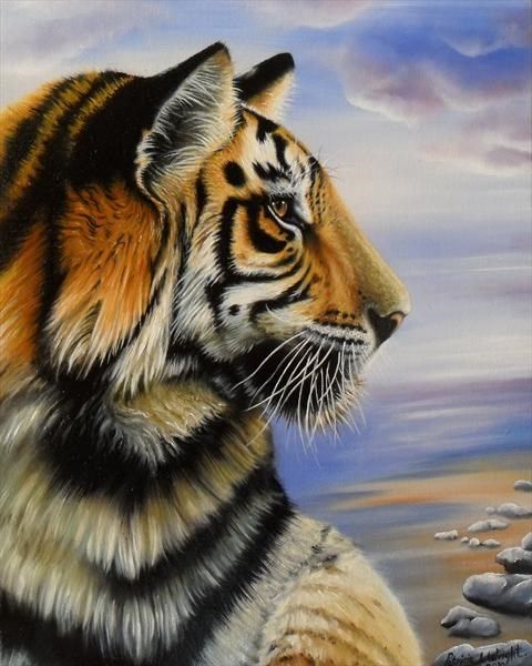 480x600 Side View Of Tigers Head And Shoulders In Blue Sky