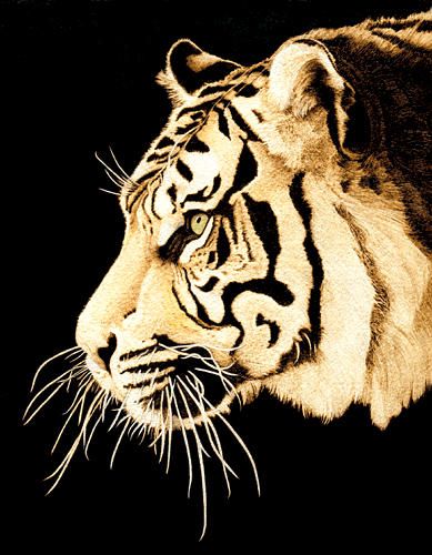 389x500 Tiger Profile Drawing Tattoos Profile Drawing