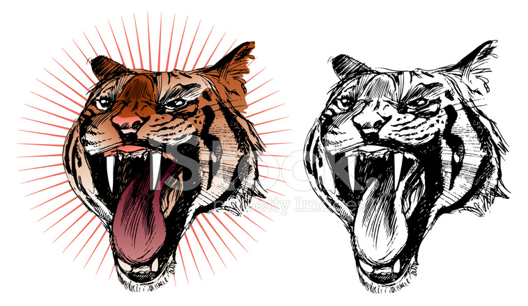 758x440 Roaring Tiger Sketch, In Colour And Black Amp White Stock Vector