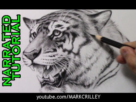 480x360 How To Draw A Tiger [Narrated Step By Step Tutorial]