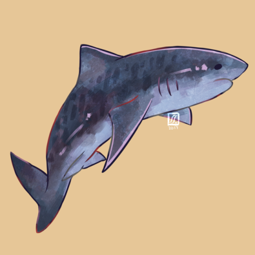 500x500 Cute Tiger Drawing Tumblr