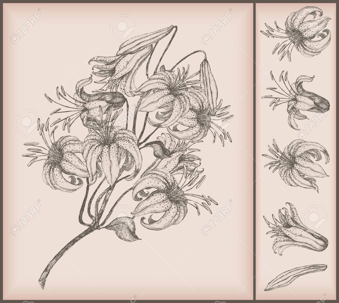 1300x1164 Tiger Lily Drawing Royalty Free Cliparts, Vectors, And Stock