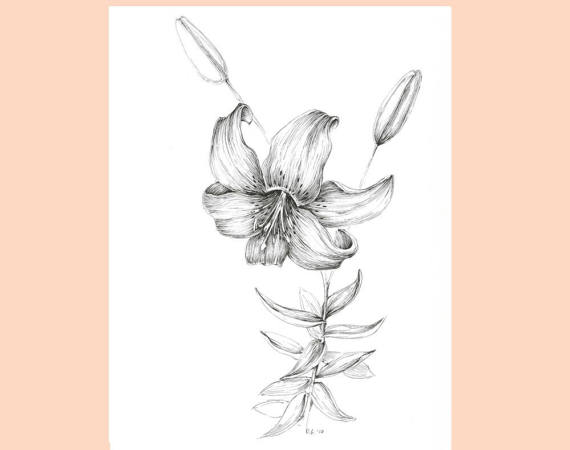 570x450 Tiger Lily Flower Drawing Garden Plants Illustration