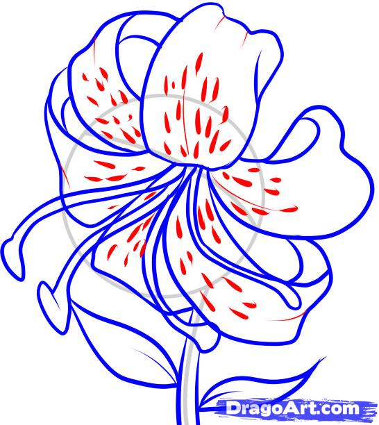 546x612 How To Draw A Tiger Lily Step 6 Lillies Tigers