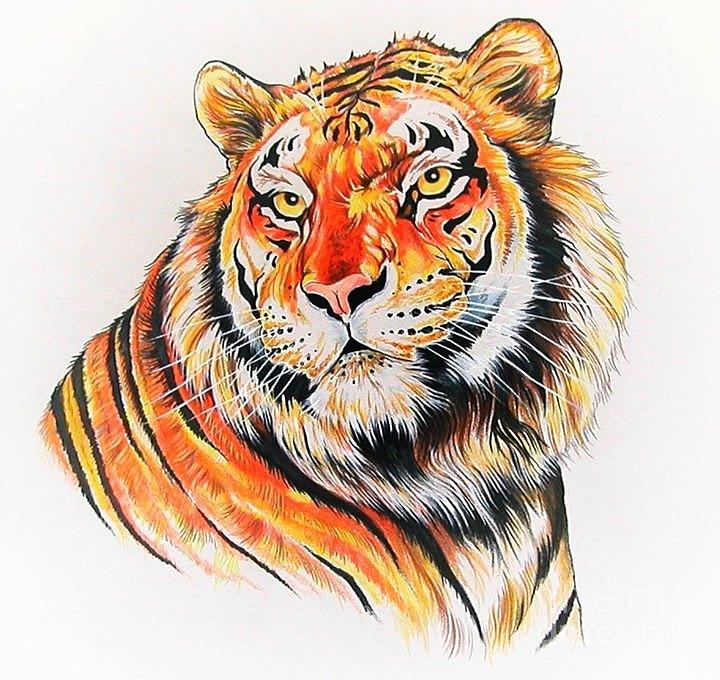 720x680 Bengal Tiger Drawing By Kimberlee Ketterman Edgar