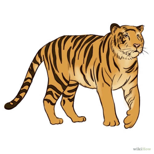 500x500 Draw A Tiger Tigers, Tiger Drawing And Sketches