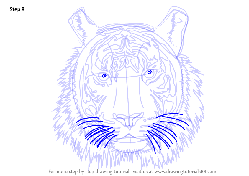 844x598 Learn How To Draw A Tiger Face (Big Cats) Step By Step Drawing