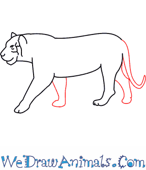 300x350 Tiger 07.png