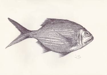 375x263 Ballpen Fish 4 Drawing By Ballpointpen Illustrator Fish