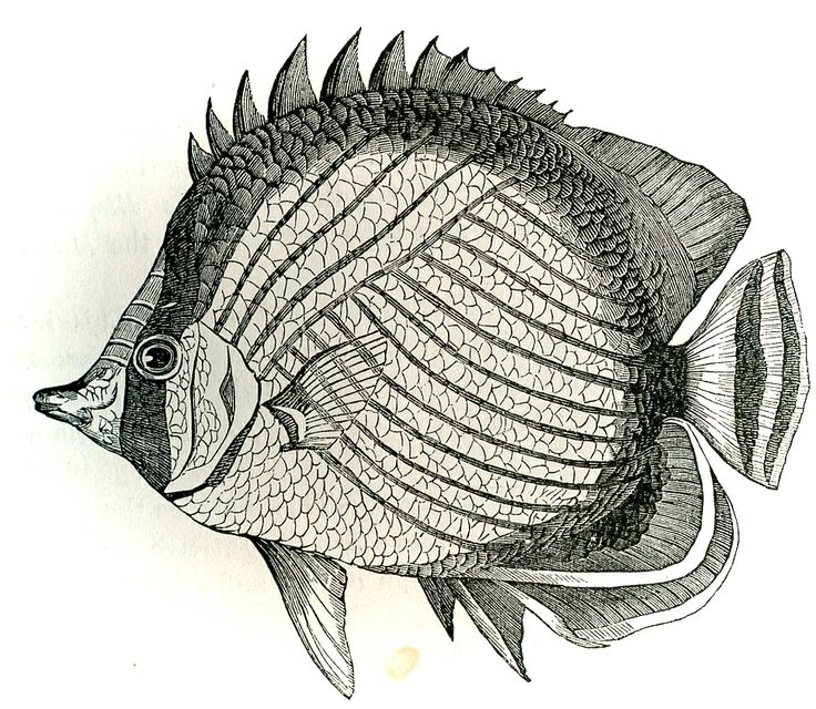 736x640 Black And White Seashells Drawings Free Images Of Vintage