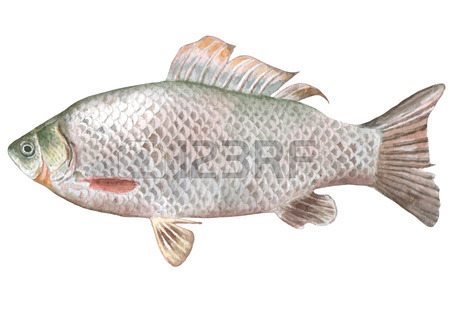 450x319 Carp Fish Drawing Royalty Free Cliparts, Vectors, And Stock