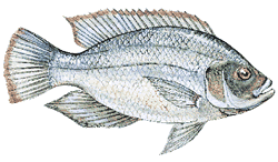 250x146 Fishing In Arizona