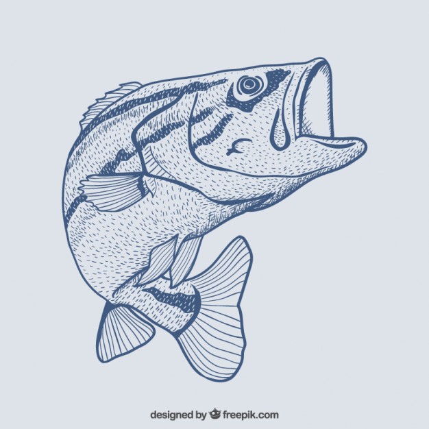 626x626 Hand Drawn Fish Vector Free Download
