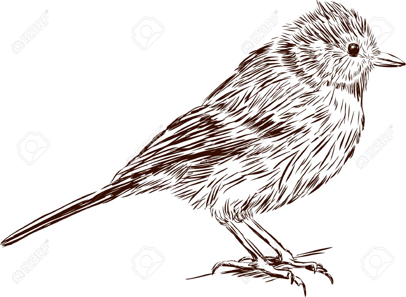 1300x949 Sketch Of Tiny Bird. Royalty Free Cliparts, Vectors, And Stock