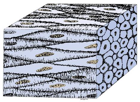 468x344 Skeletal Tissues