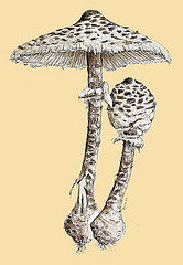 166x240 Toadstool Drawing