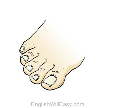 400x377 Picture Dictionary Human Body Body, Head, Eye, Hand, Foot