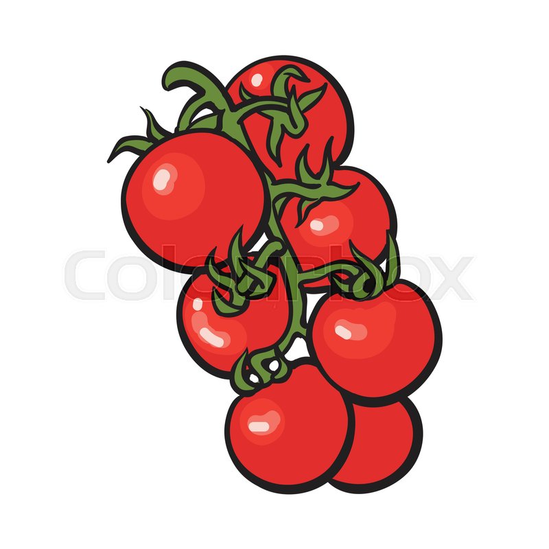 800x800 Sketch Style Drawing Of Shiny Ripe Red Cherry Tomatoes, Vector
