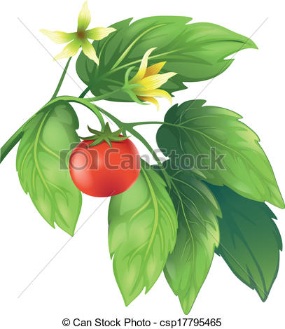 407x470 Illustration Of The Tomato Plant Clip Art Vector