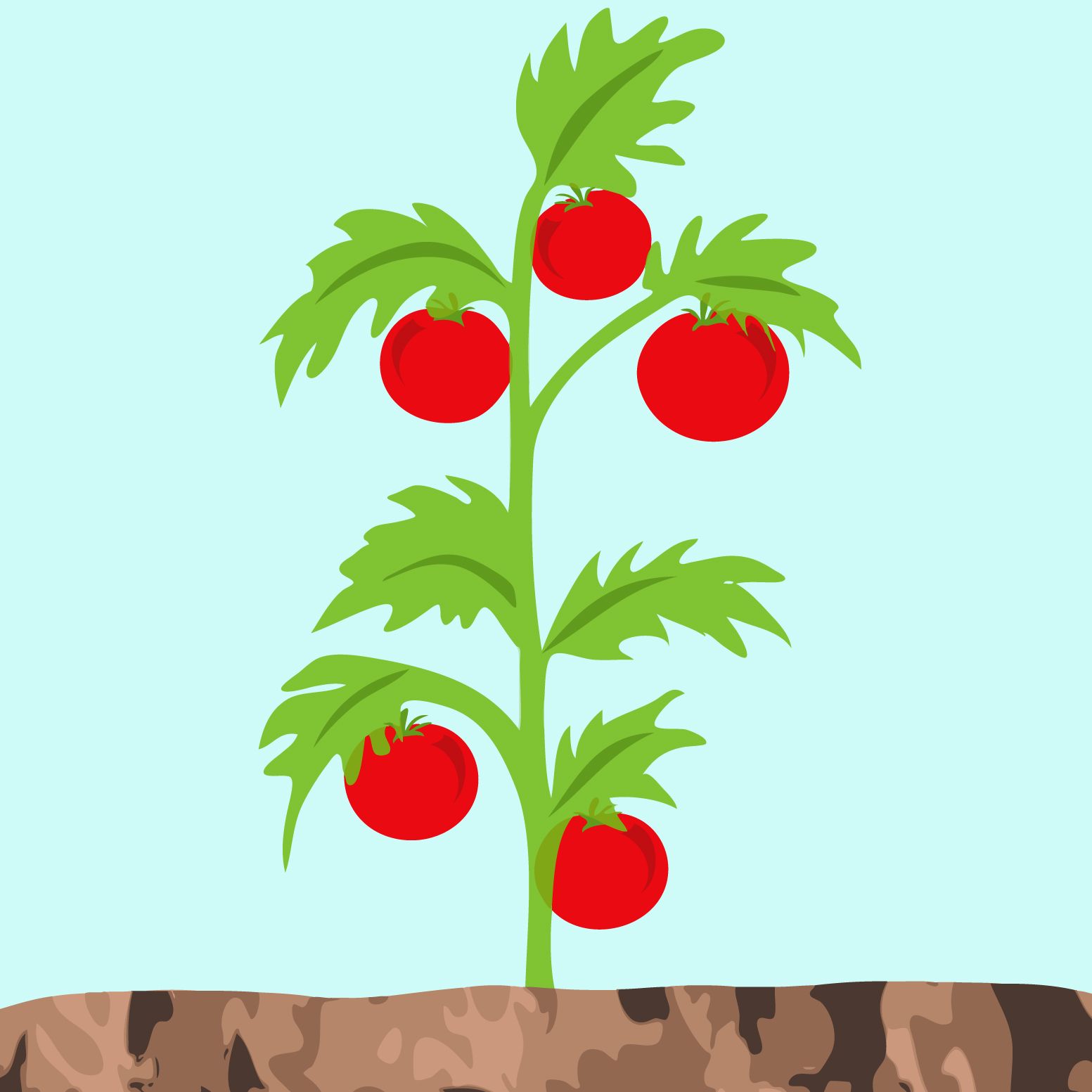 1553x1553 Image Result For Tomato Plant Drawing Illustration