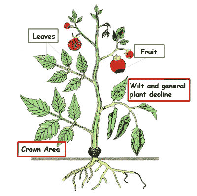 400x399 Tomato Disease Identification Key