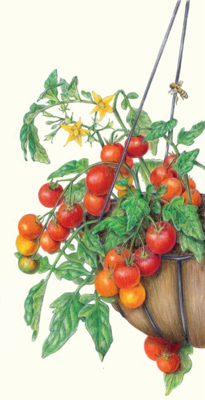 405x788 Tomato Growing Tips