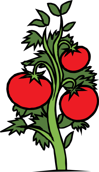 342x594 Tomato Plant Clip Art