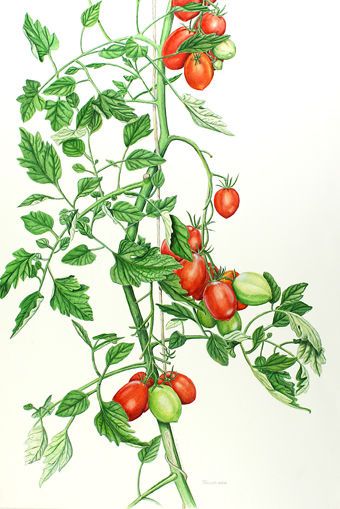 340x509 Botanical Tomato Vine Research For Book Illustrations