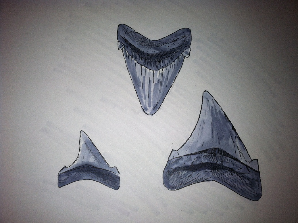 1037x775 Drawing Of Shark Teeth